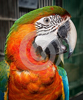 Blue and Yellow Macaw Head Close-Up