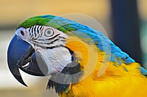 Blue and Yellow Macaw head shot