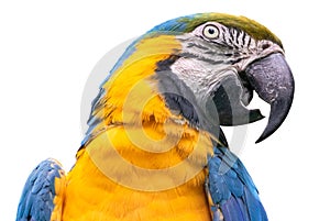 Blue-and-yellow macaw - isolated on white