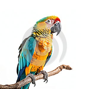 Blue and yellow macaw isolated on white background, created with generative AI