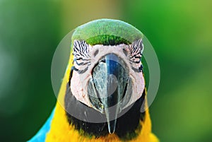 Blue-and-yellow macaw known as Arara-caninde in Brazil