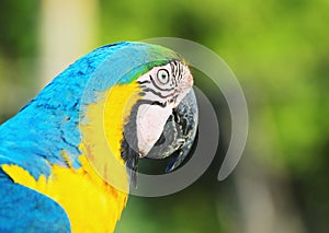 Blue-and-yellow macaw known as Arara-caninde in Brazil