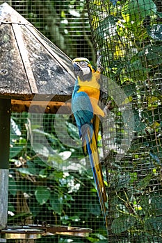 The Blue-and-yellow Macaw in Parque das aves Foz do Iguacu Brazil. Ara ararauna is a large South American parrot