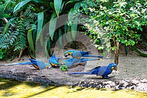 The Blue-and-yellow Macaw in Parque das aves Foz do Iguacu Brazil. Ara ararauna is a large South American parrot