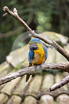 Blue and yellow Macaw parrot