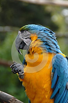 Blue and Yellow Macaw Parrot (#39)