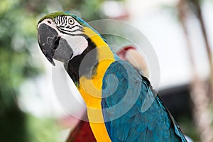 Blue and Yellow Macaw Parrot - Ara ararauna