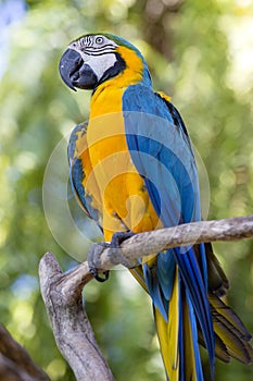 Blue and Yellow Macaw Parrot , Ara ararauna , also known as the Blue and Gold Macaw. Bali, Indonesia