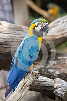 Blue and Yellow Macaw Parrot , Ara ararauna , also known as the Blue and Gold Macaw in Bangkok, Thailand