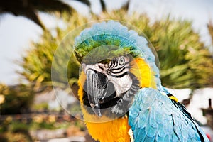 Blue and yellow Macaw parrot Ara ararauna in Lanzarote, Canary Islands, Spain.