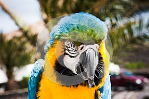 Blue and yellow Macaw parrot Ara ararauna in Lanzarote, Canary Islands, Spain.