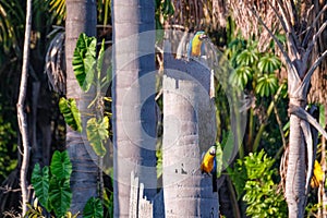 Blue And Yellow Macaw parrot, Ara Ararauna, palm lagoon Lagoa das Araras, Bom Jardim, Nobres, Mato Grosso, Brazil