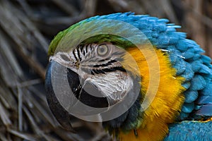 Blue And Yellow Macaw Parrot Face Ara ararauna