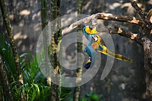 Blue and yellow macaw parrot hanging upside down