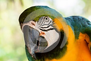 Blue-and-yellow macaw parrot in the jungle