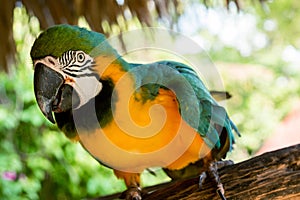 Blue-and-yellow macaw parrot in the jungle