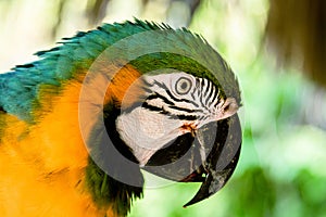 Blue-and-yellow macaw parrot in the jungle