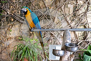 A blue-yellow macaw parrot sits on a branch by the entrance to museum