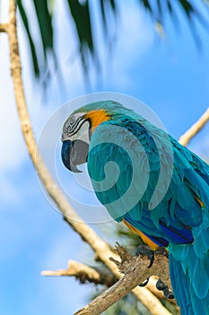 Blue-yellow Macaw parrot sitting on the branch in front of blue sky