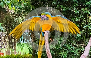 Blue and yellow macaw parrot spreading its wings open and showing off its feathers