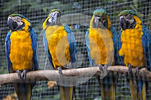 Macaw Parrots