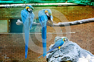 Blue-yellow Macaw parrots sits on a branch in a cage in a zoo
