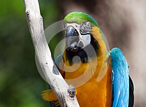 Blue and yellow Macaw perched on a tree