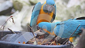 Blue and Yellow Macaw Playing