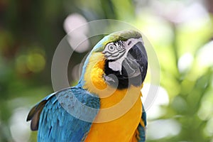 Blue and yellow macaw portrait