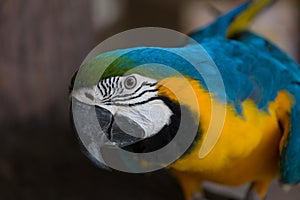 Blue and yellow macaw
