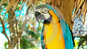 Blue and yellow macaw // Portrait of colorful Scarlet Macaw parrot against jungle background