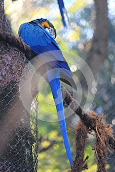 Blue and yellow macaw preening photo