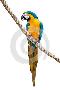 Blue and yellow macaw on a rope