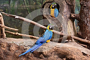 Blue and yellow macaw in Schmiding Zoo