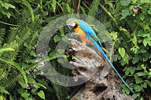 Blue-and-yellow macaw