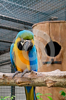 Blue-and-yellow macaw sitting on tree