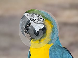 Blue Yellow Macaw South American Parrot