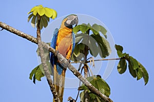 Blue-and-yellow macaw on a tree branch, Amazonia, San Jose do