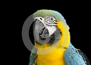 Parrot blue-yellow macaw.