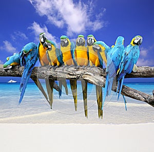 Blue and Yellow Macaw on the white sand beach