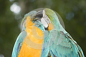 Blue-and-yellow Macaws photo