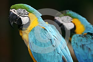 Blue & Yellow Macaws
