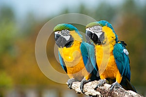 Blue and yellow macaws (Ara ararauna) photo