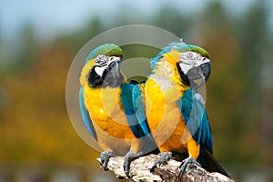 Blue and yellow macaws (Ara ararauna)