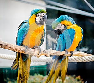 Blue-and-yellow macaws