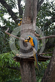 Blue and Yellow Macaws eating a mangos photo