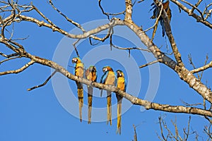 Blue and Yellow Macaws Hanging out in a Tree