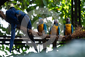 Blue and Yellow Macaws and Hyacinth Macaws standing on a piece of rope in a bird park exhibition