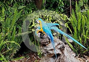 Macaw Or Psittacidae Species photo