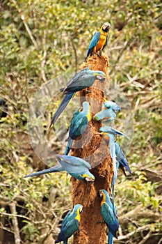 Blue-and-yellow macaws on a stump photo